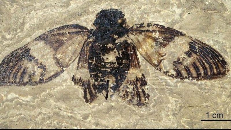 47-Million-Year-Old Cicada Fossil Discovered, Is Full Of Detail