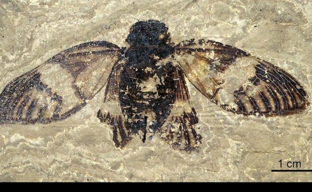 47-Million-Year-Old Cicada Fossil Discovered, Is Full Of Detail