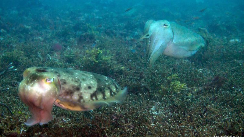 Do Sea Creatures Wave At Each Other? Cuttlefish Study Surprises Scientists