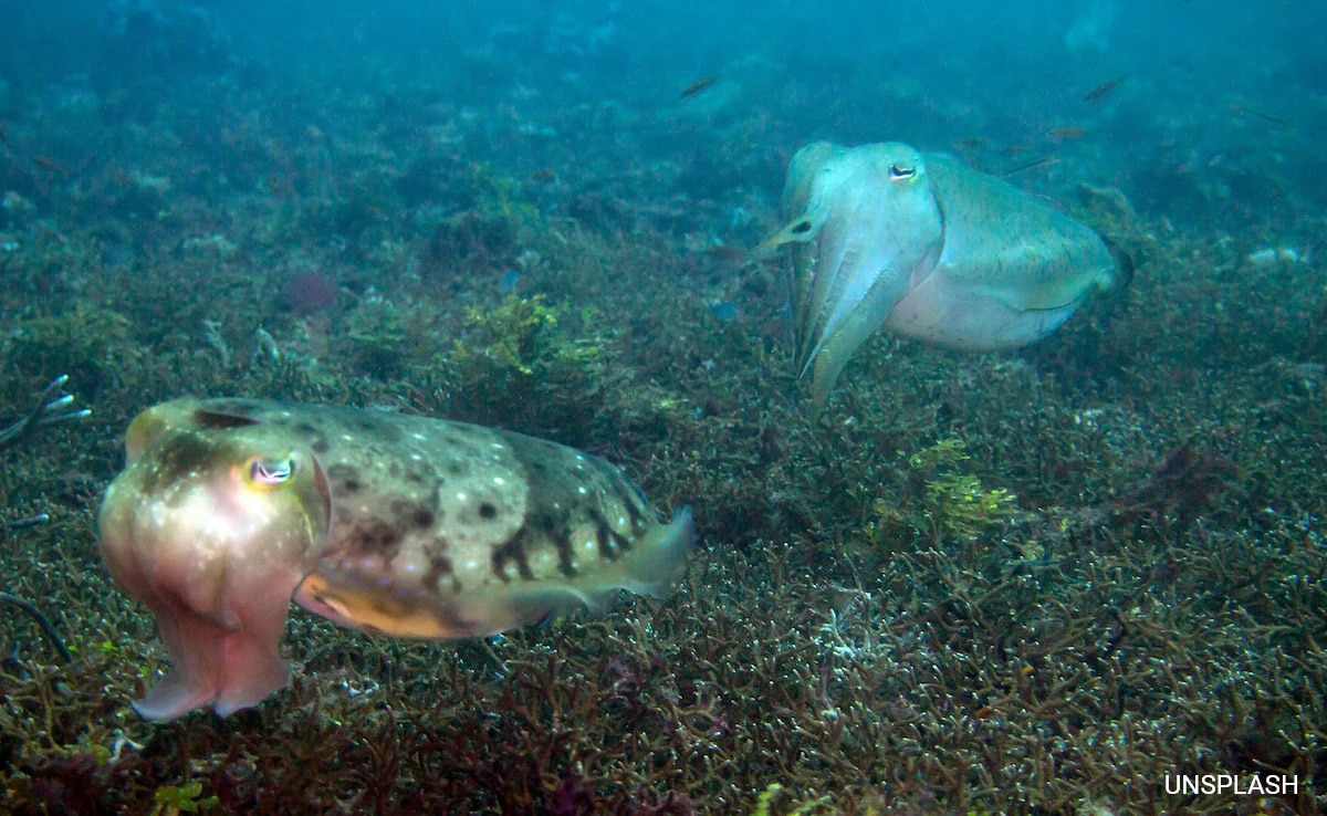 Do Sea Creatures Wave At Each Other? Cuttlefish Study Surprises Scientists