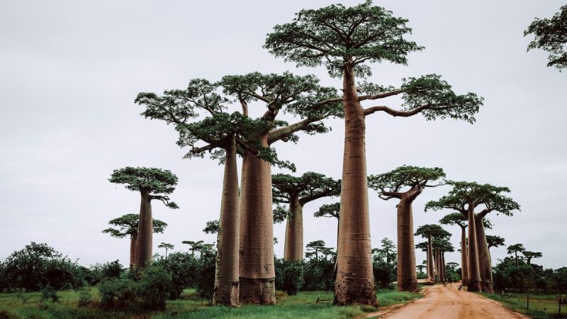 5 Of The World's Largest Islands Worth Adding To Your Travel Wishlist