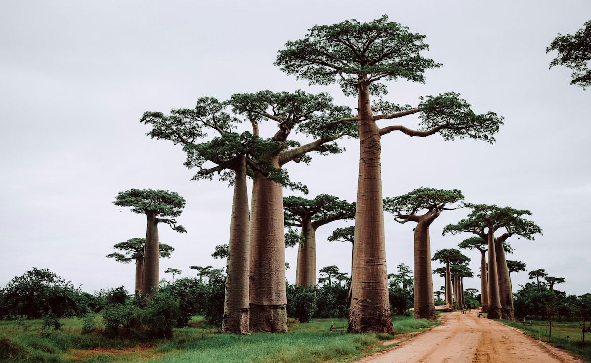 5 Of The World's Largest Islands Worth Adding To Your Travel Wishlist