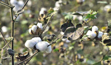 Telangana faces cotton seed crunch amid expanding cultivation area in Kharif