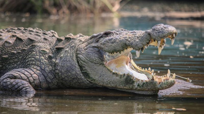 Telangana: Farmer missing after crocodile drags him into water in Narayanpet
