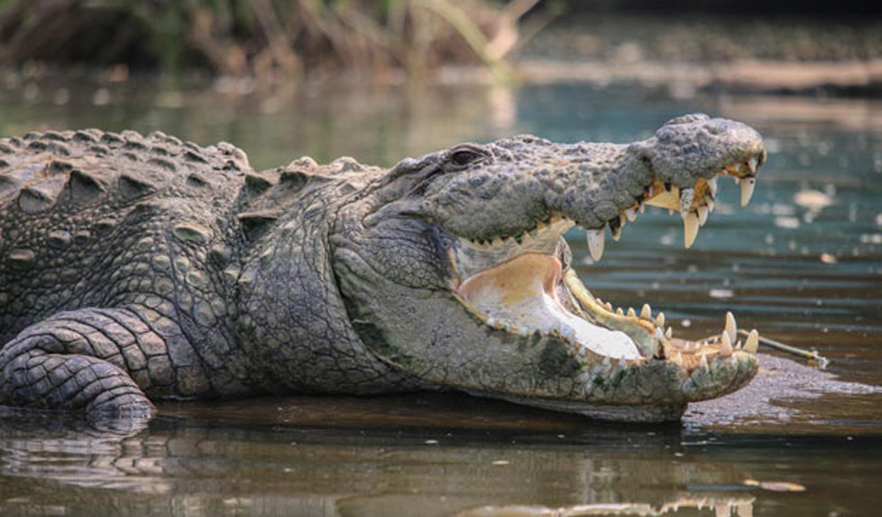 Telangana: Farmer missing after crocodile drags him into water in Narayanpet