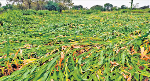 Telangana: Amended crop loss list leaves farmers in shock