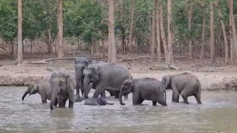 Watch : Z+ Security? Elephant Family Forms Protective Circle Around Calf