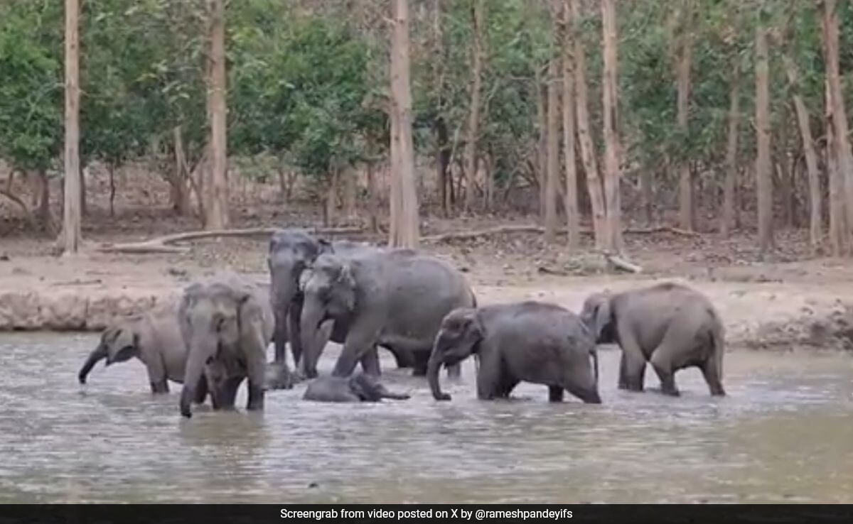 Watch : Z+ Security? Elephant Family Forms Protective Circle Around Calf