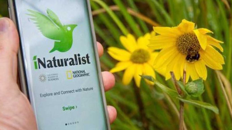 What is this iNaturalist app that played an unlikely role in a murder