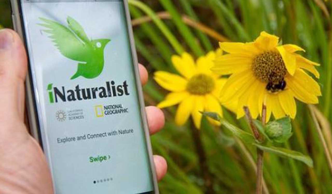 What is this iNaturalist app that played an unlikely role in a murder