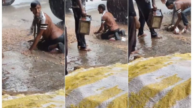 Video: Farmer's Desperate Bid To Save Crop Amid Rain, Then A Minister's Call