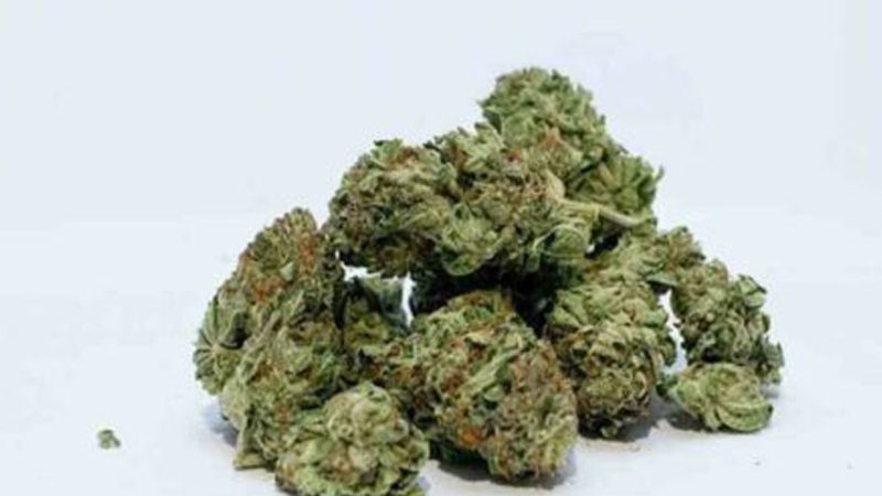 Hydroponic Marijuana, a new entrant in Hyderabad’s illicit market