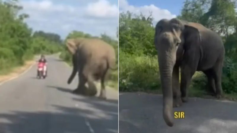 Video: Canadian Vloggers Narrowly Escape Charging Elephant In India
