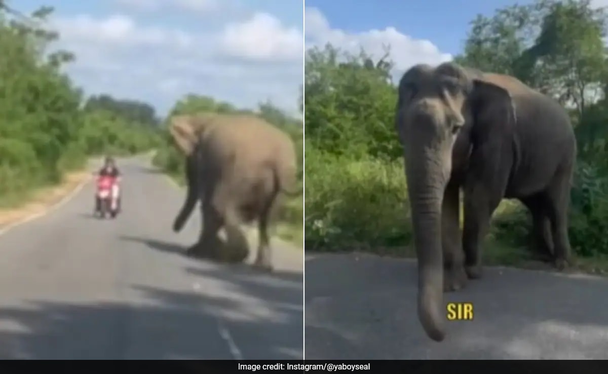Video: Canadian Vloggers Narrowly Escape Charging Elephant In India