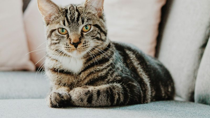 Scientists Discover Simple Technique To Bond With Cats