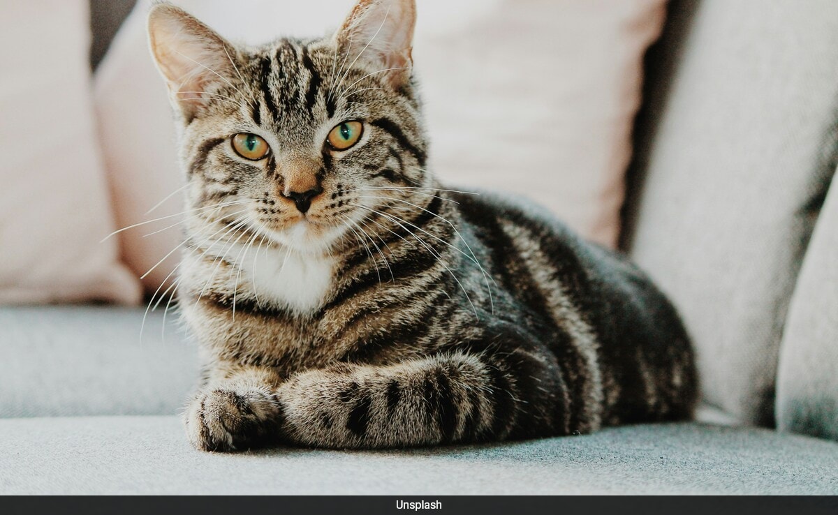 Scientists Discover Simple Technique To Bond With Cats