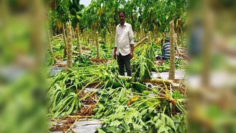 Telangana: Farmers suffer huge losses due to unseasonal rains across Khammam