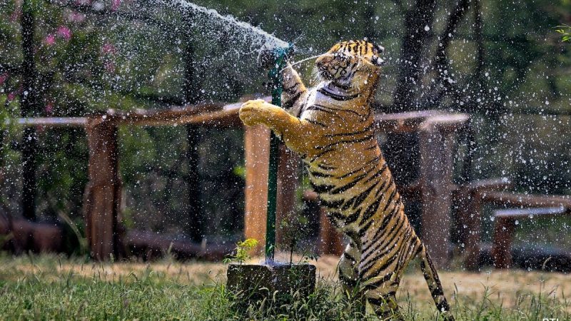 Ice Cream, 'Sattu': Rajasthan Park Animals Get Summer Treats To Beat The Heat