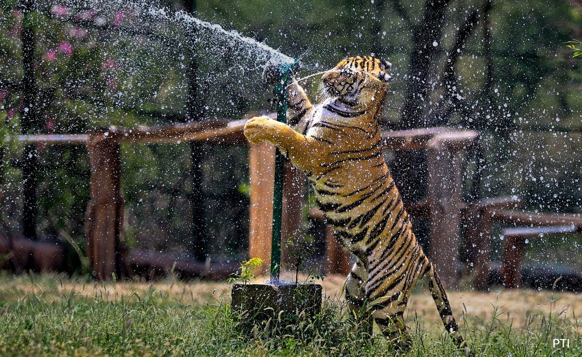 Ice Cream, 'Sattu': Rajasthan Park Animals Get Summer Treats To Beat The Heat