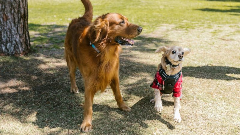 This AI Tool May Help Translate Your Dog's Barks Into Human Language