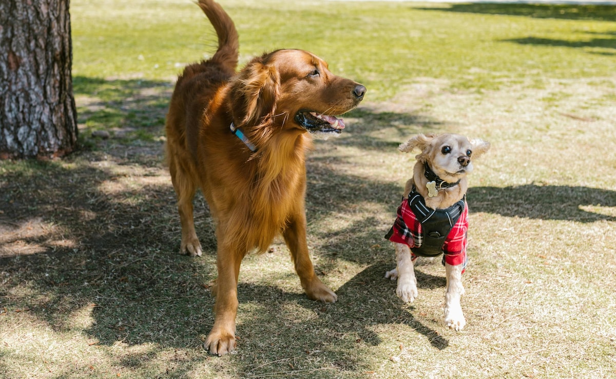 This AI Tool May Help Translate Your Dog's Barks Into Human Language