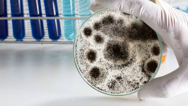 Can Aspergillus Fungus Cause The Next Deadliest Outbreak?