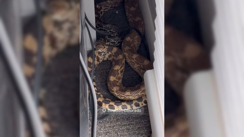 "Scared The Heck Out Of Me": US Influencer Finds Giant Snake Under His Desk