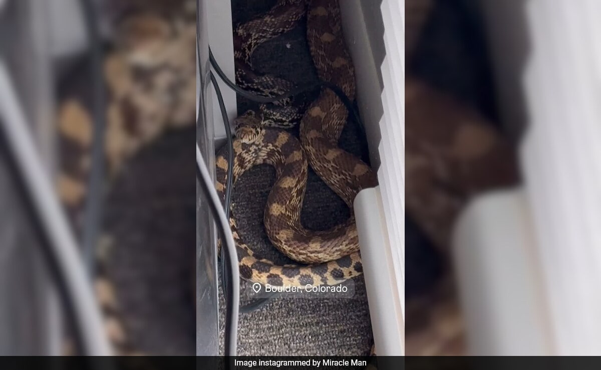 "Scared The Heck Out Of Me": US Influencer Finds Giant Snake Under His Desk
