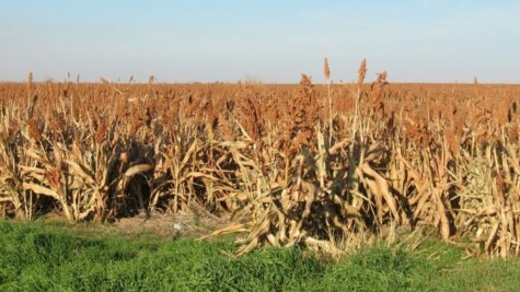 Telangana: Long wait for jowar, paddy farmers as Congress government delays payments