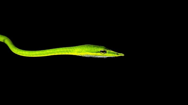 Rare Long-Snouted Vine Snake Spotted In UP's Dudhwa Tiger Reserve