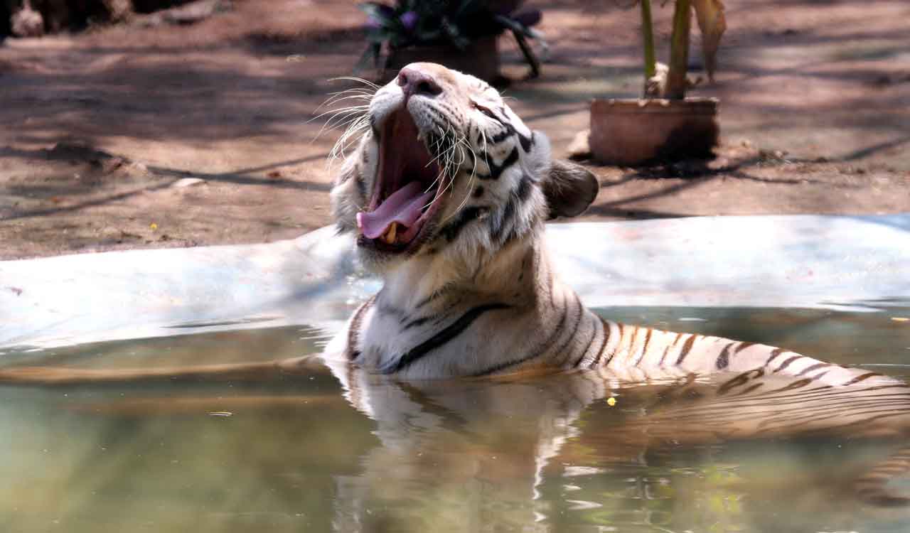Hyderabad to soon get another zoo, to house exotic animals from Africa, Europe, Australia