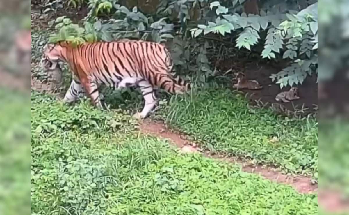 Tripura Zoo Witnesses Birth Of 3 Tiger Cubs For First Time In 53 Years