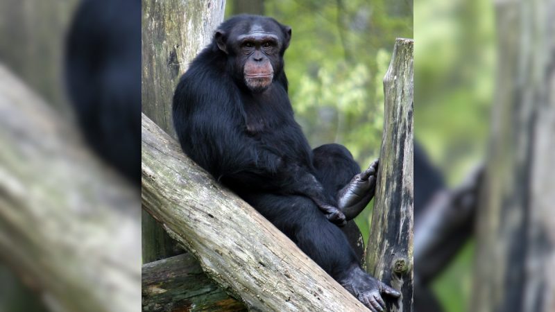 Watch: Chimpanzees Administer First Aid To Each Other Using Plants