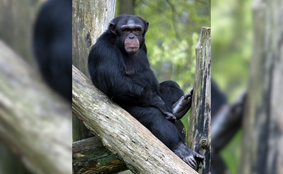 Watch: Chimpanzees Administer First Aid To Each Other Using Plants
